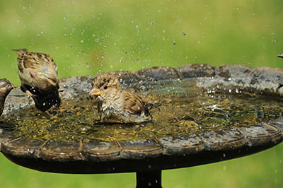 Jardin en septembre : nettoyez les abreuvoirs pour oiseau